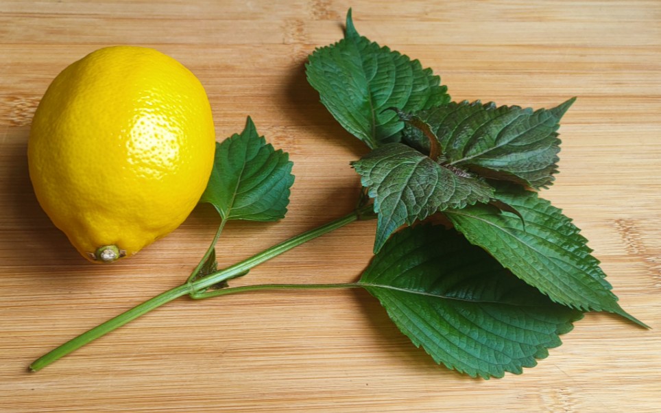 紫苏搭配柠檬,作用实在太厉害了,很多人还不知道,既省钱又实用