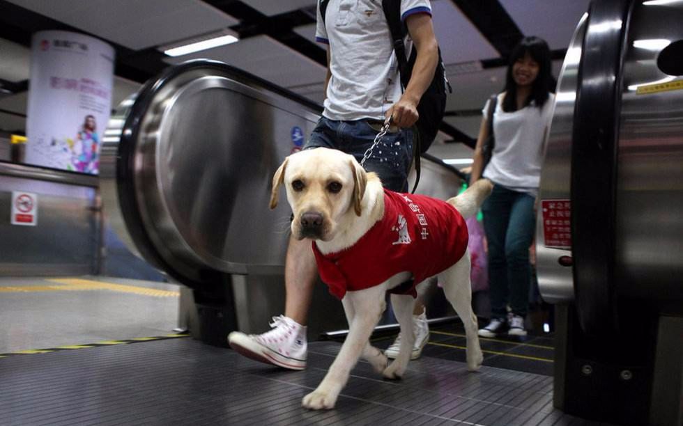 比大熊猫还稀少的导盲犬是如何训练的?哔哩哔哩bilibili