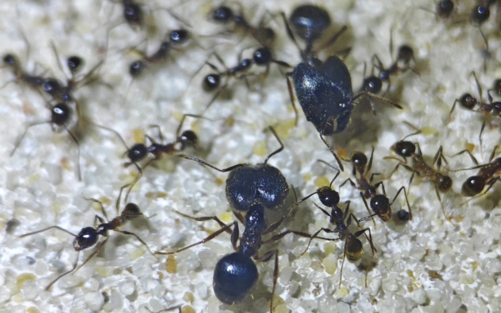 史氏大头蚁第三天-看看兵蚁们在干嘛