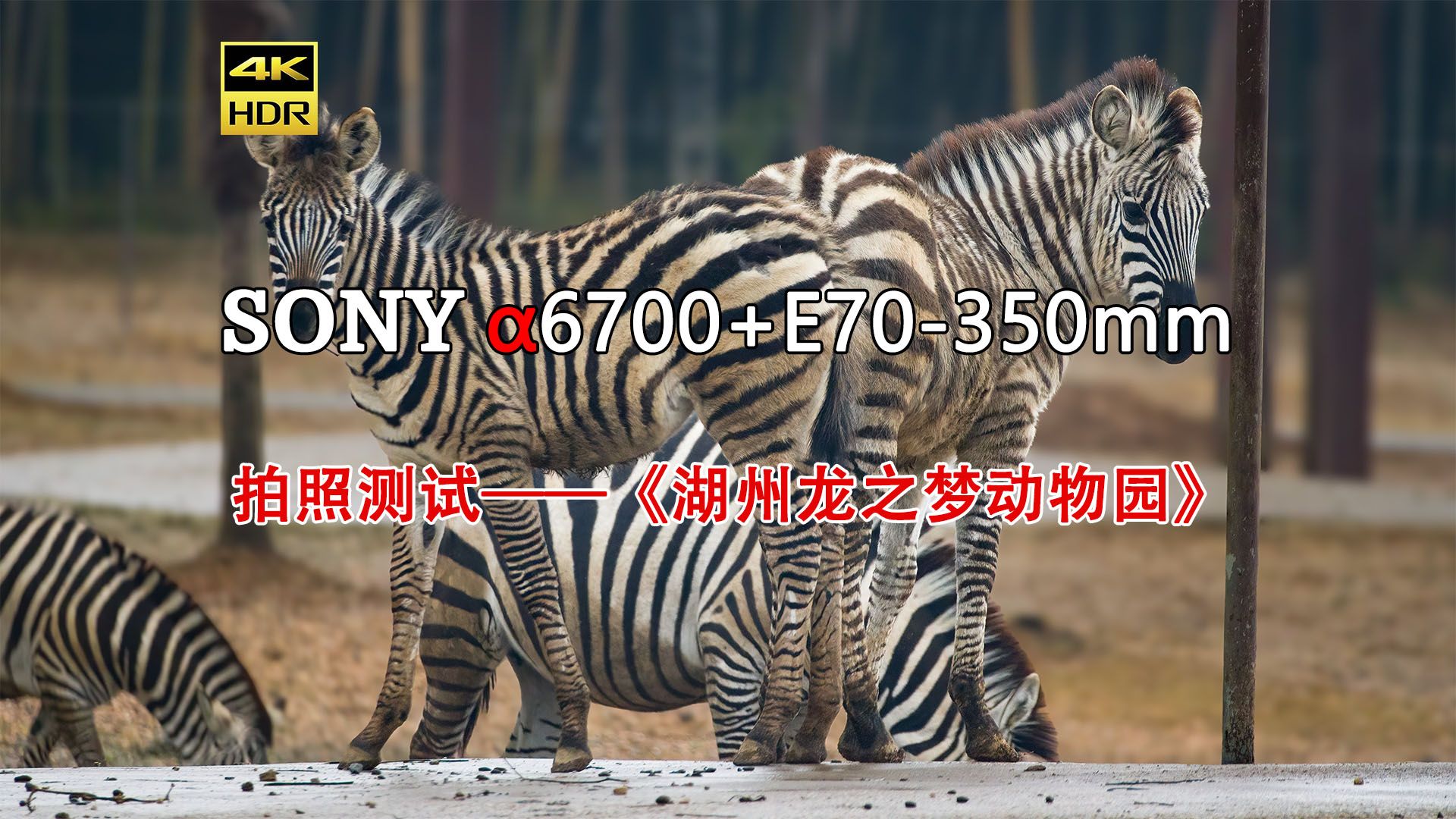 [4K HDR] 2024《湖州龙之梦动物世界——动态照片》 SONY a6700拍摄哔哩哔哩bilibili