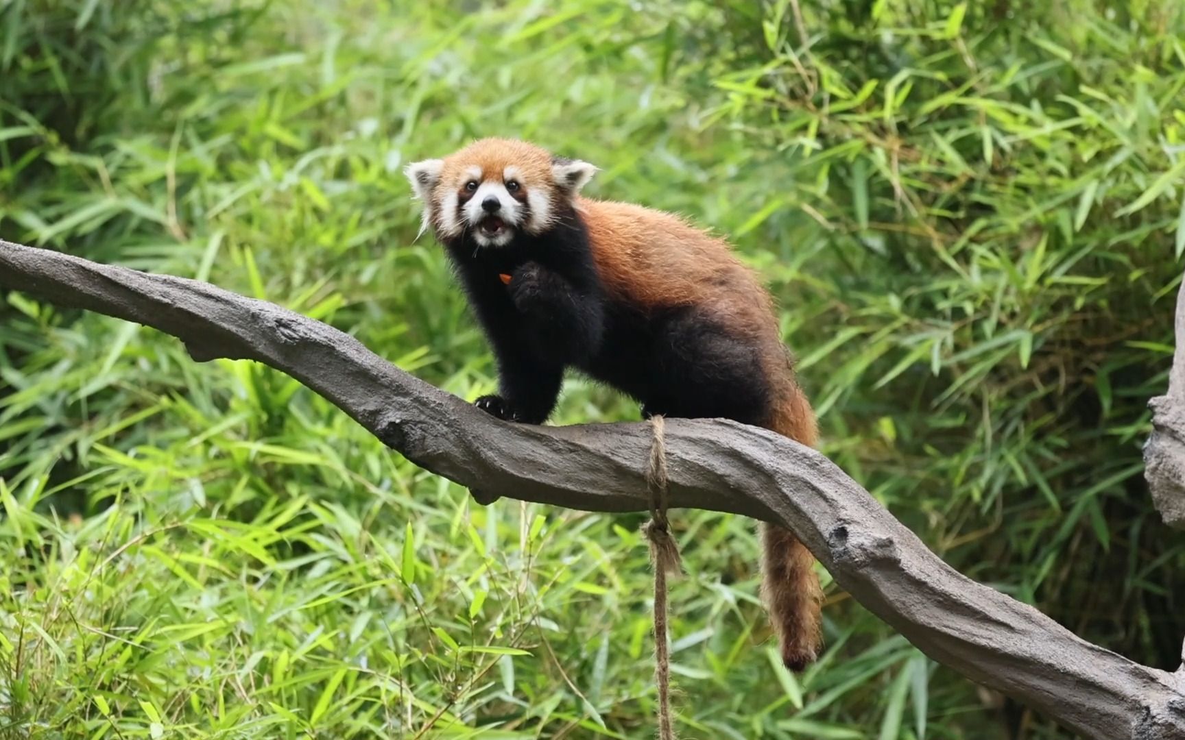 5月11日广州动物园小熊猫
