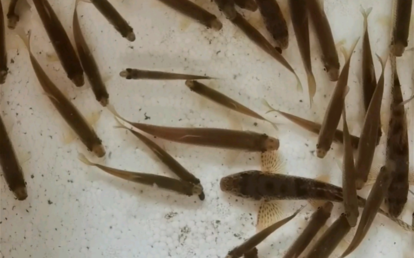 野采的棒花鱼麦穗鱼