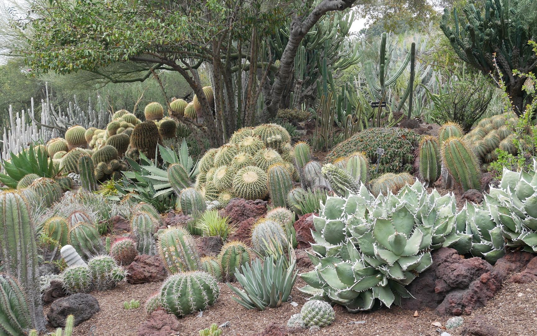加利福尼亚州--汉廷顿图书馆: 沙漠花园 (the huntington library