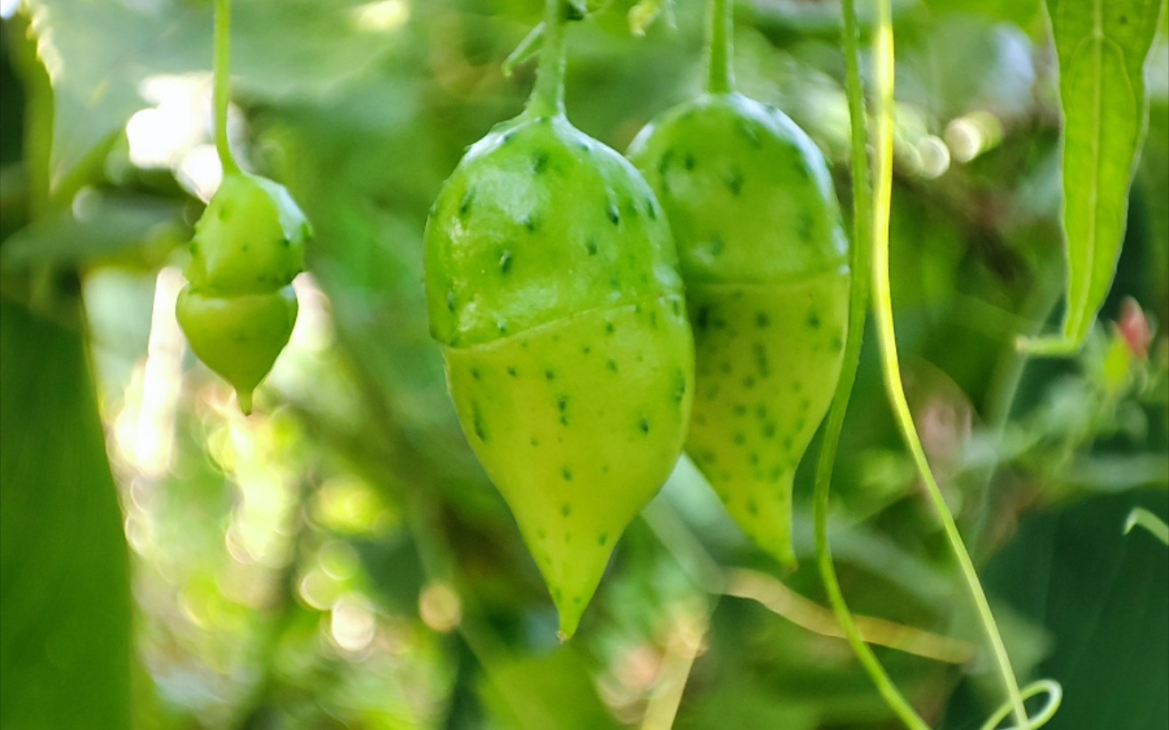 植物故事——盒子草