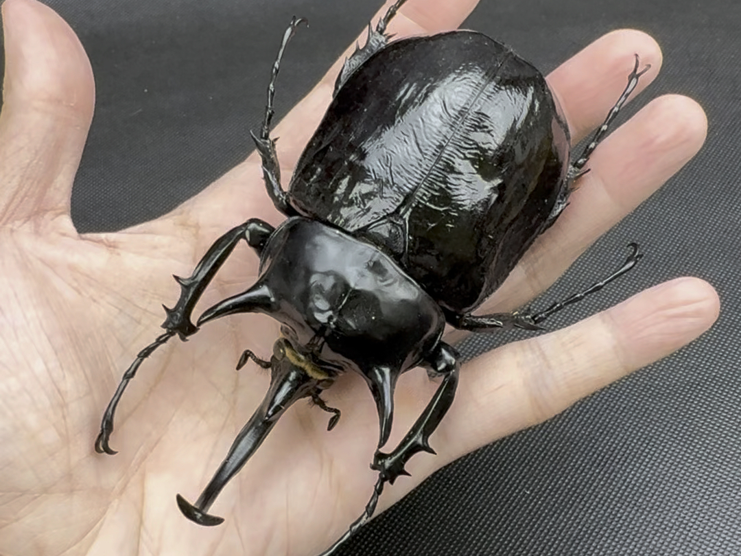 这真的不是屎壳郎!