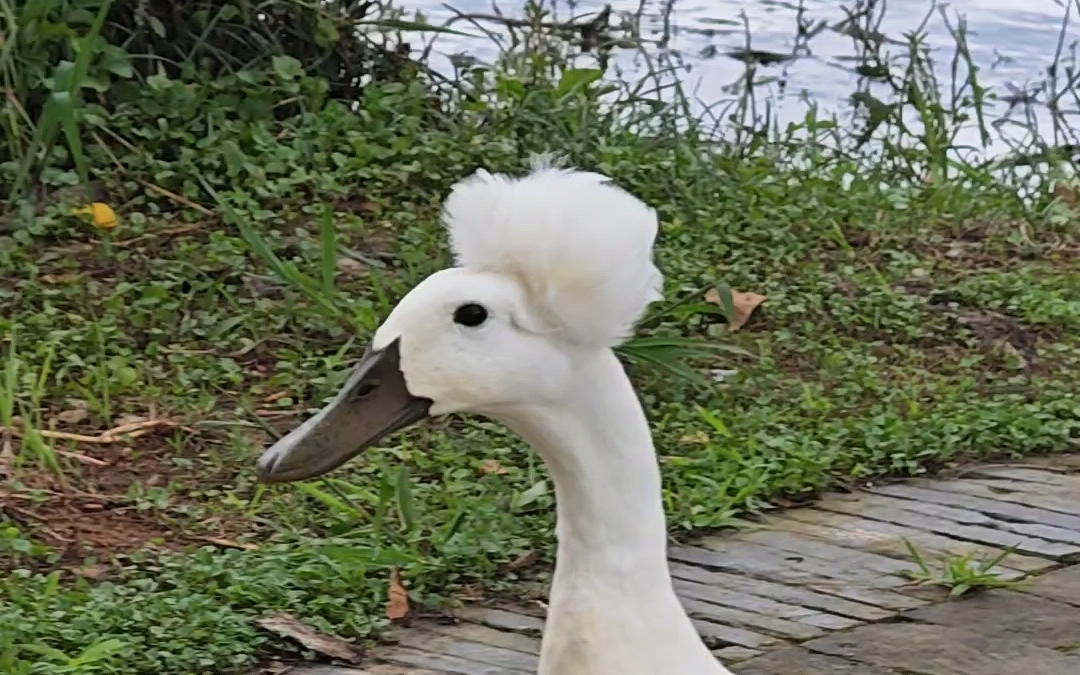 勇敢鸭鸭向前冲