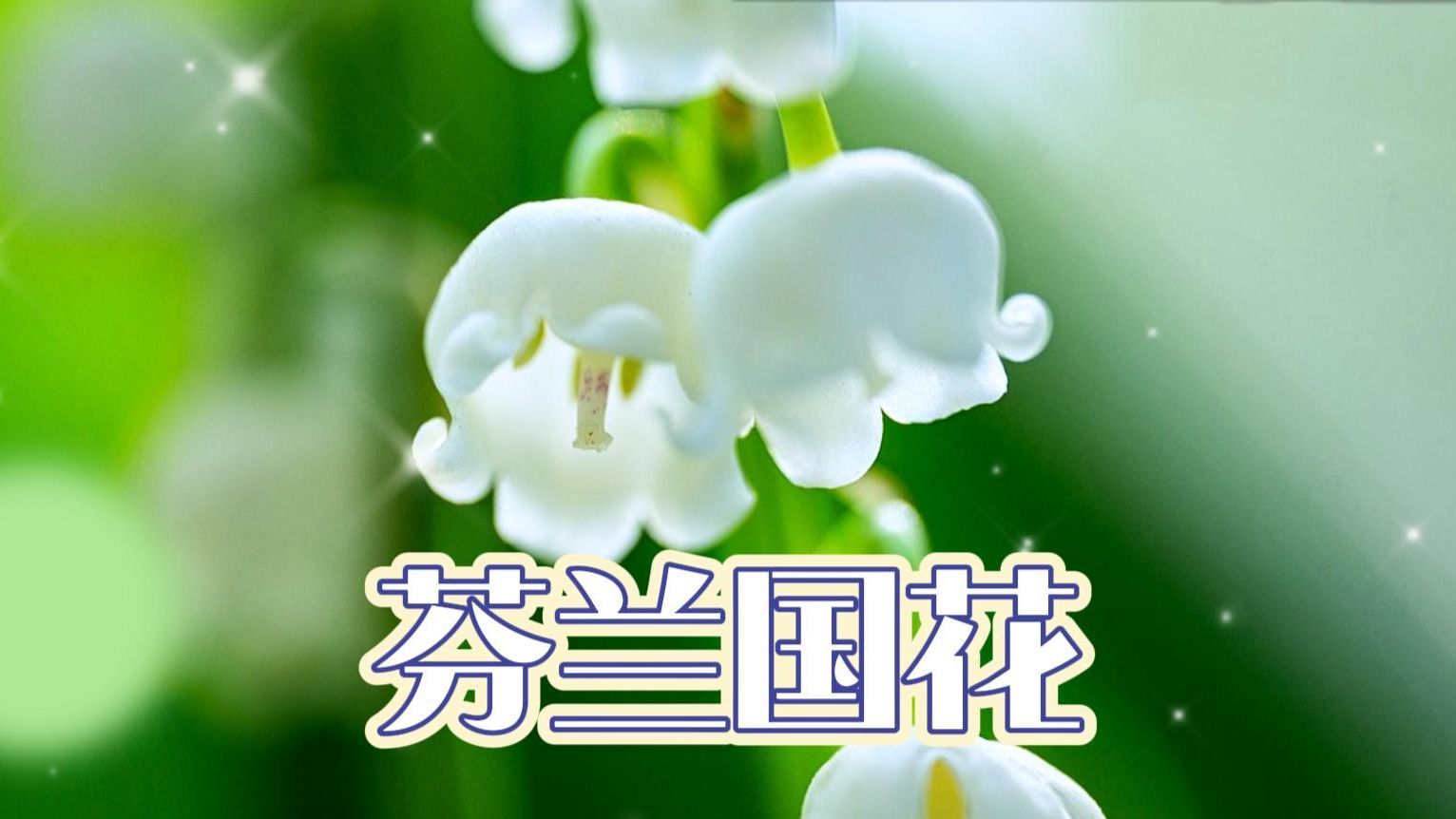 【芬兰国花】:山谷百合—铃兰哔哩哔哩bilibili