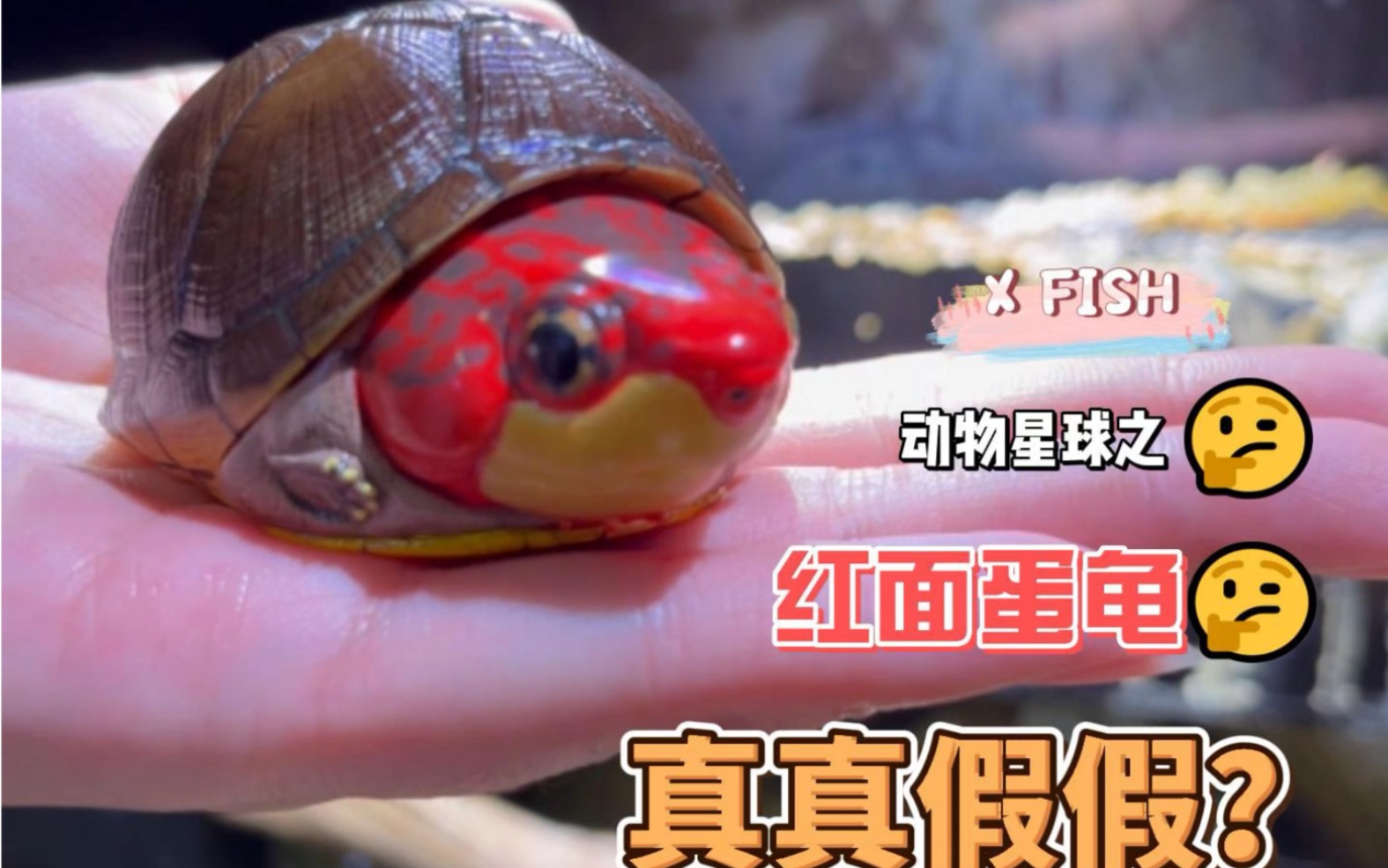 动物星球之红面蛋龟