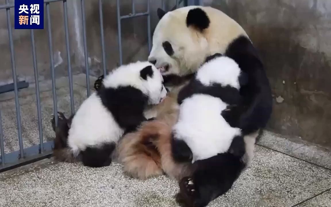 [图]秦岭大熊猫宝宝们送新年祝福