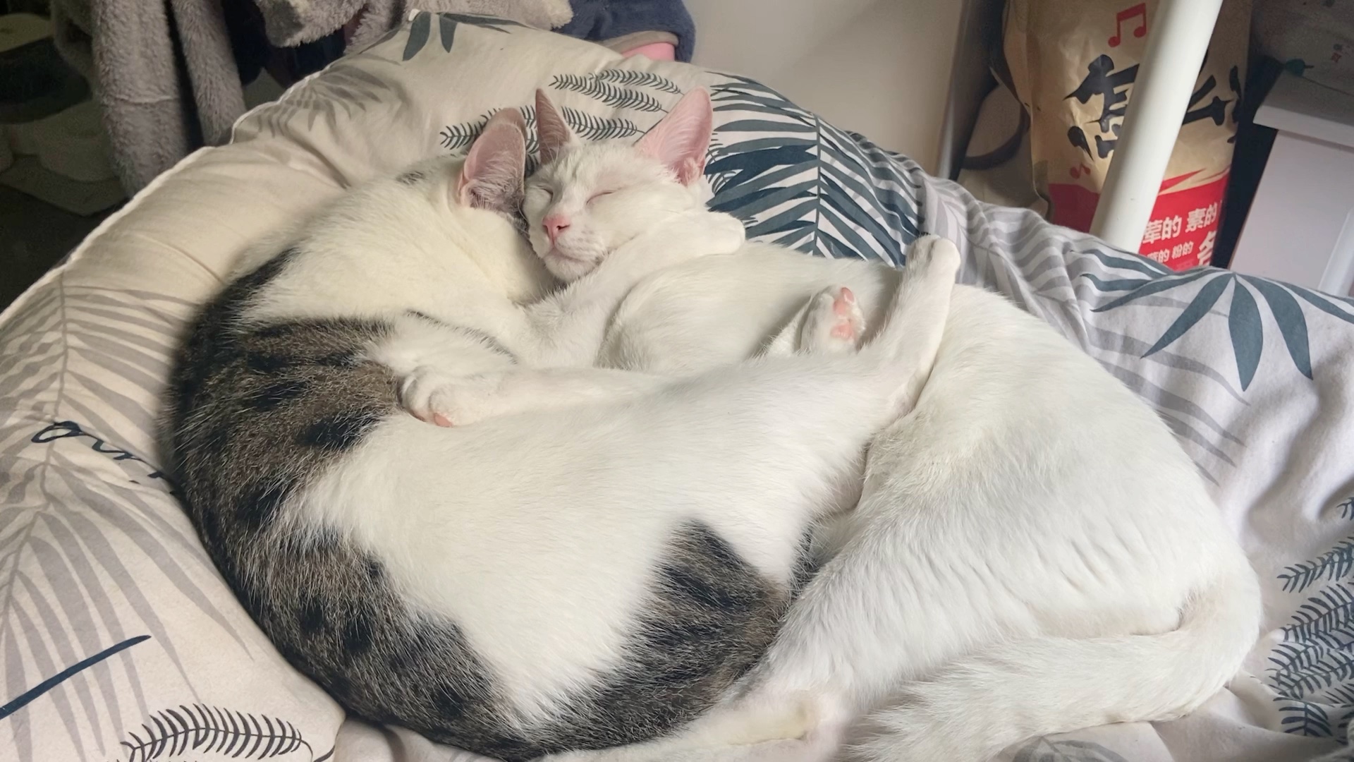 猫咪抱在一起睡觉 晒太阳