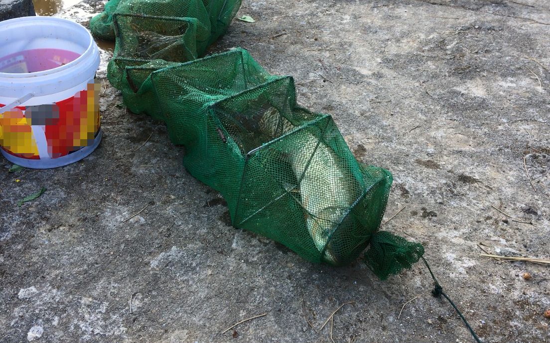 12个地笼收获5斤多杂鱼,还捕获一条大草鱼,它是怎么进去的_哔哩哔哩