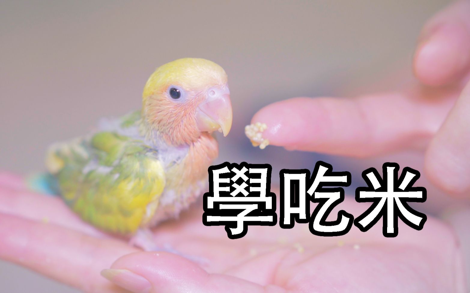 【whale】刚学会自己吃东西的小鹦鹉缓慢吃米