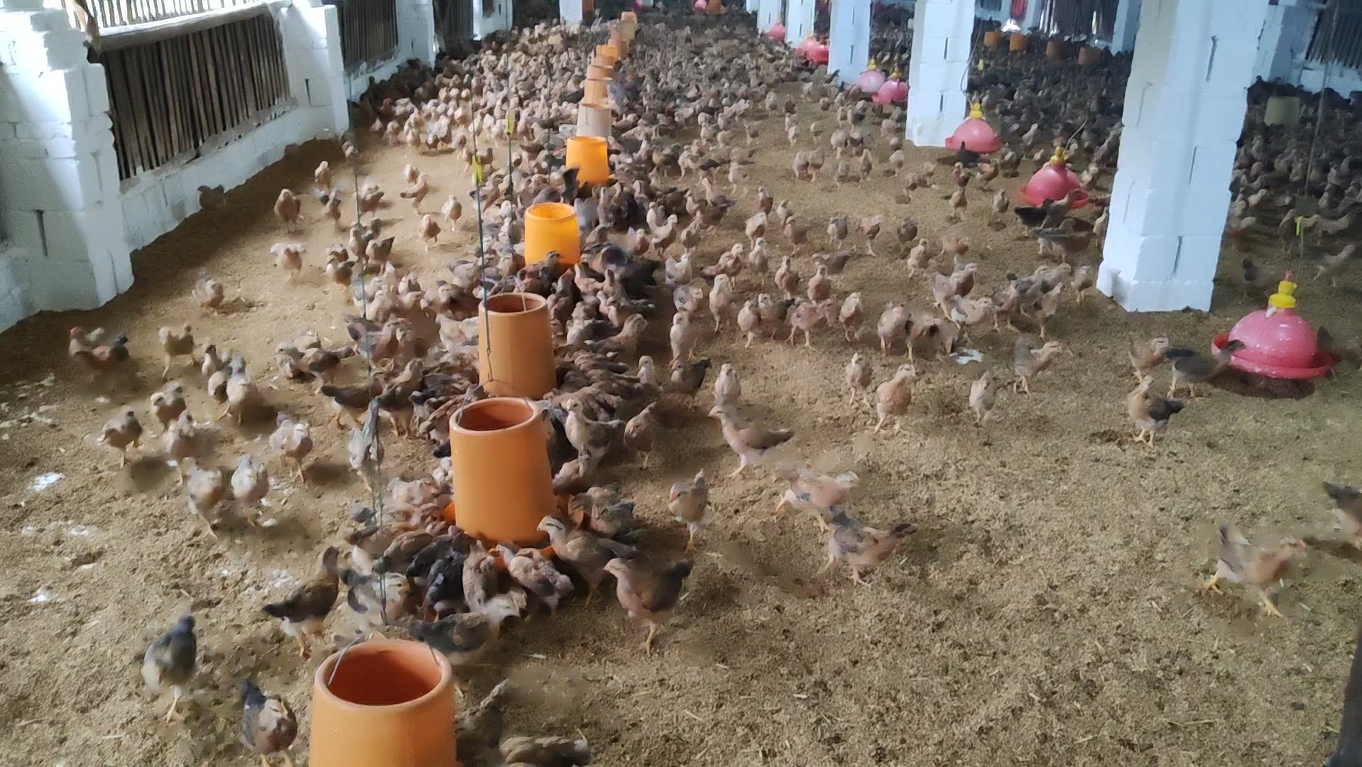 这喂小鸡场面好像在吃火锅989898989898