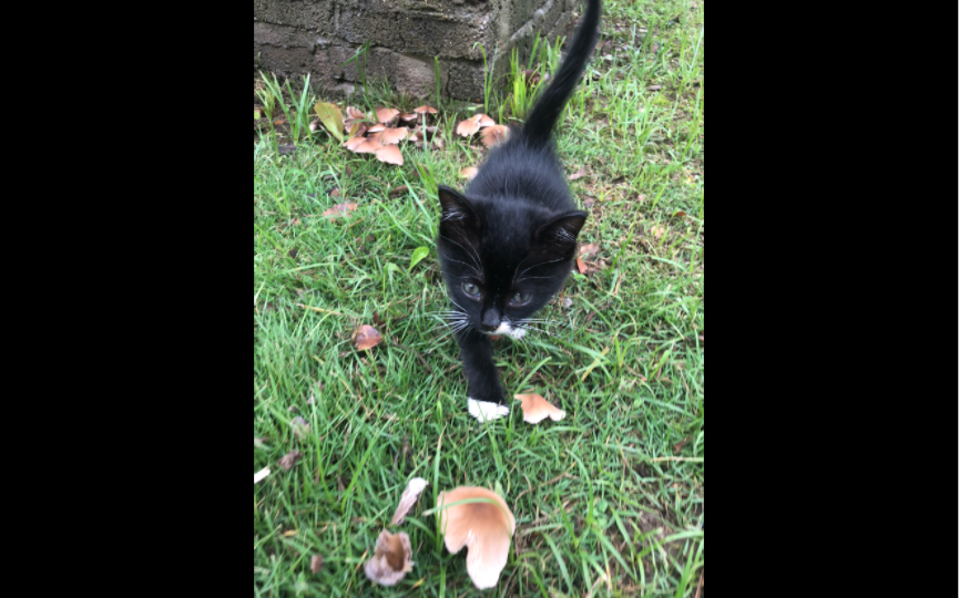 江滩小黑猫白手套