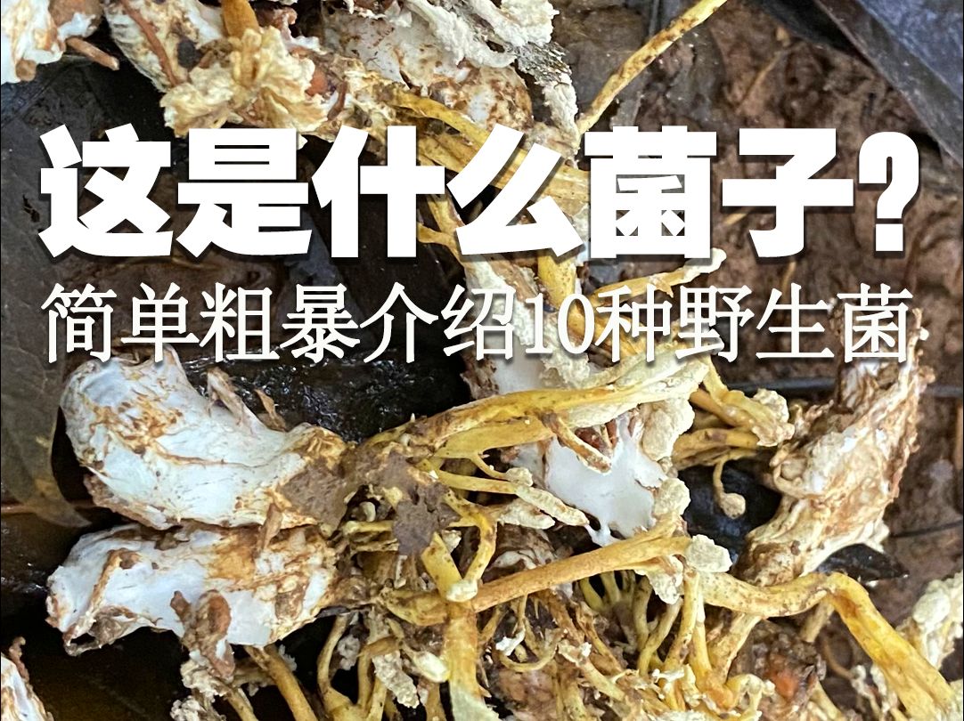 简单粗暴介绍10种野生菌哔哩哔哩bilibili