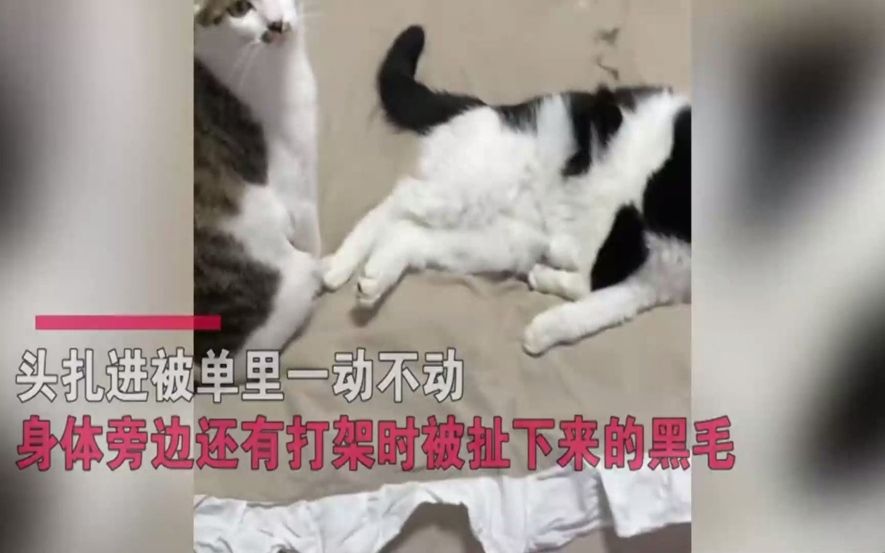 黑白猫躺床上一动不动,一旁猫哥坐得笔直表情吓坏主人:打死了?