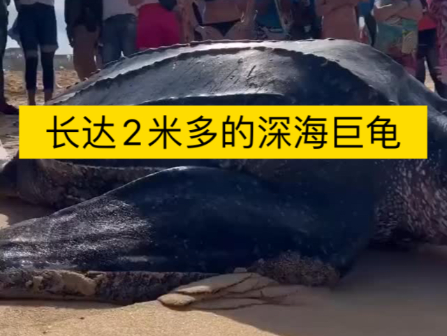 海龟中最大的棱皮龟,真正的深海巨人,体重超过680公斤,身长可达213