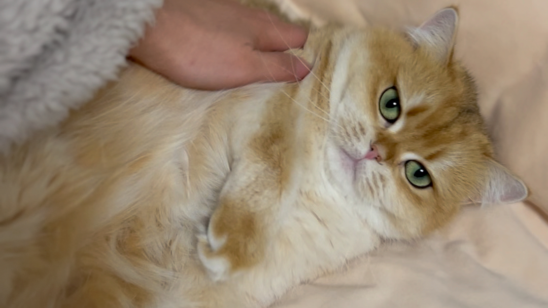 【金渐层养乐多】限时rua猫