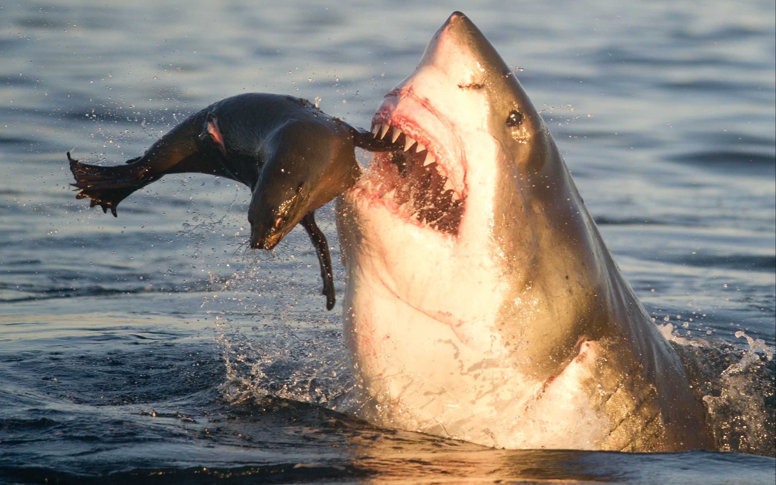 【英文字幕】大白鲨捕猎海豹 The Great Whites Hunting Seals哔哩哔哩bilibili