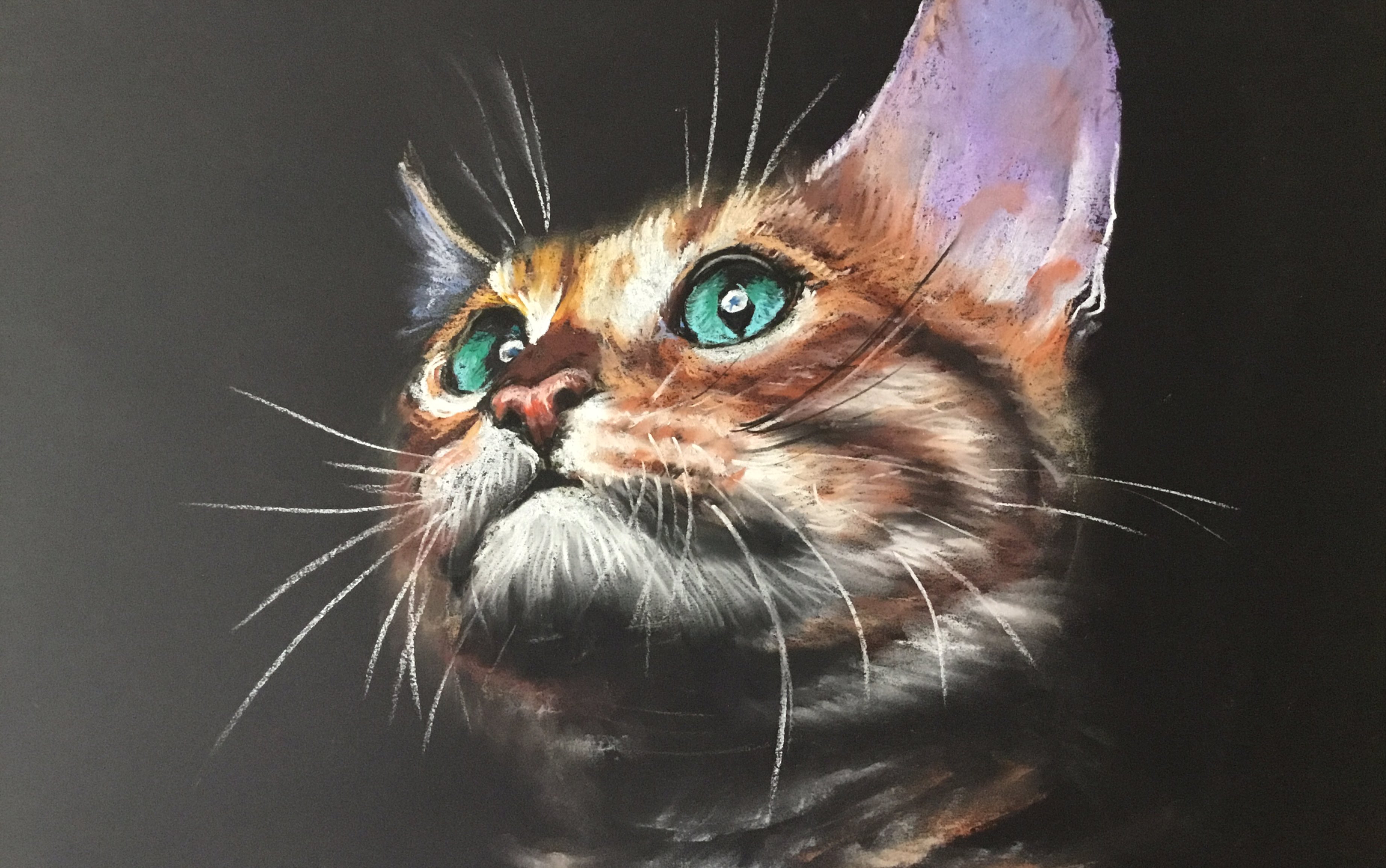 喵～(色粉绘画流程图)