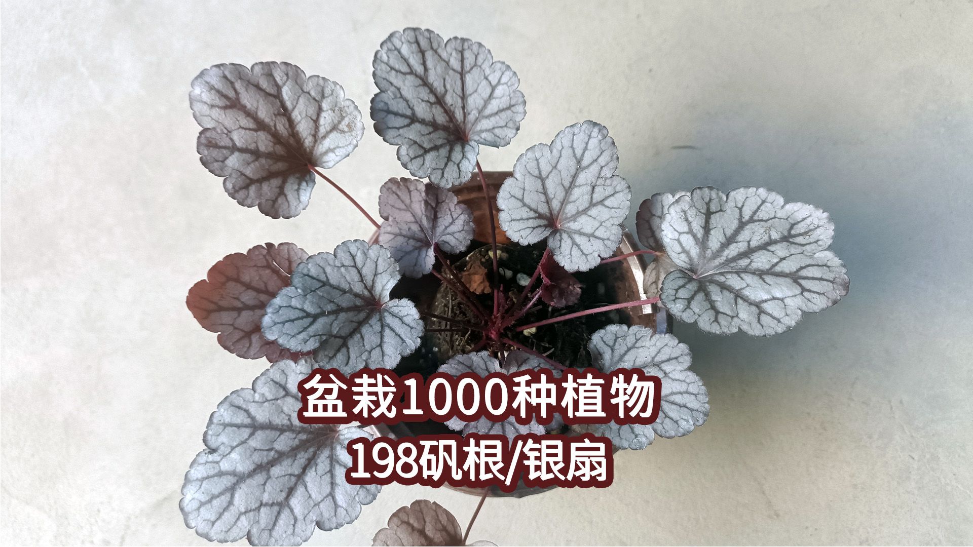 盆栽1000种植物|198 矾根(银扇)哔哩哔哩bilibili