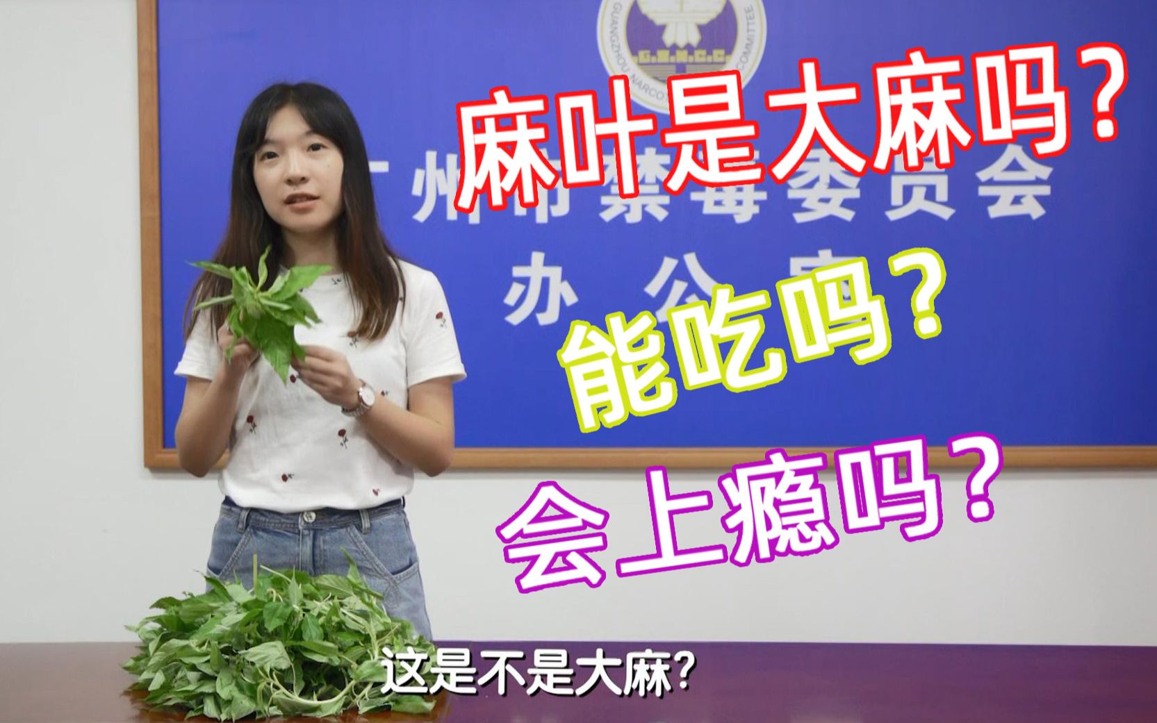 潮汕名菜麻叶是大麻……吗?哔哩哔哩bilibili