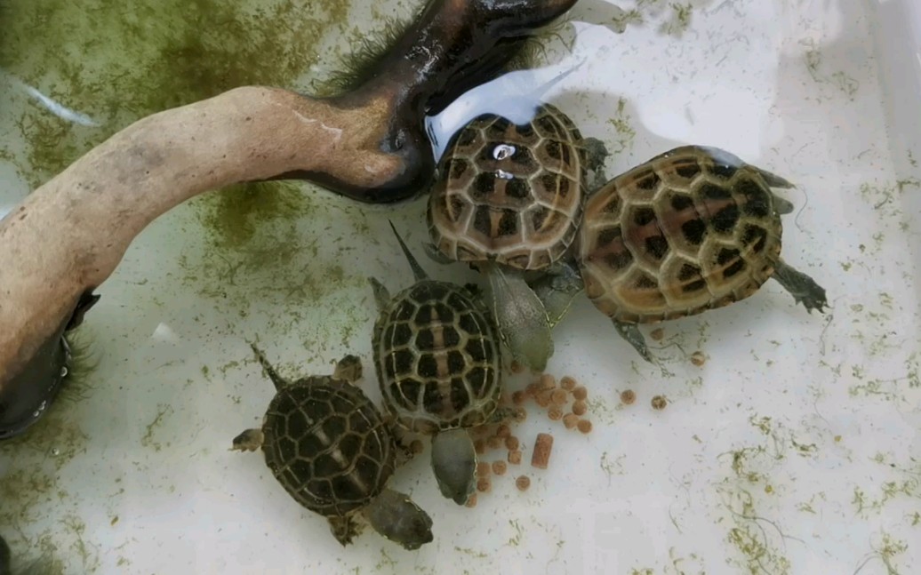 活动  小草龟大量混养的喂食