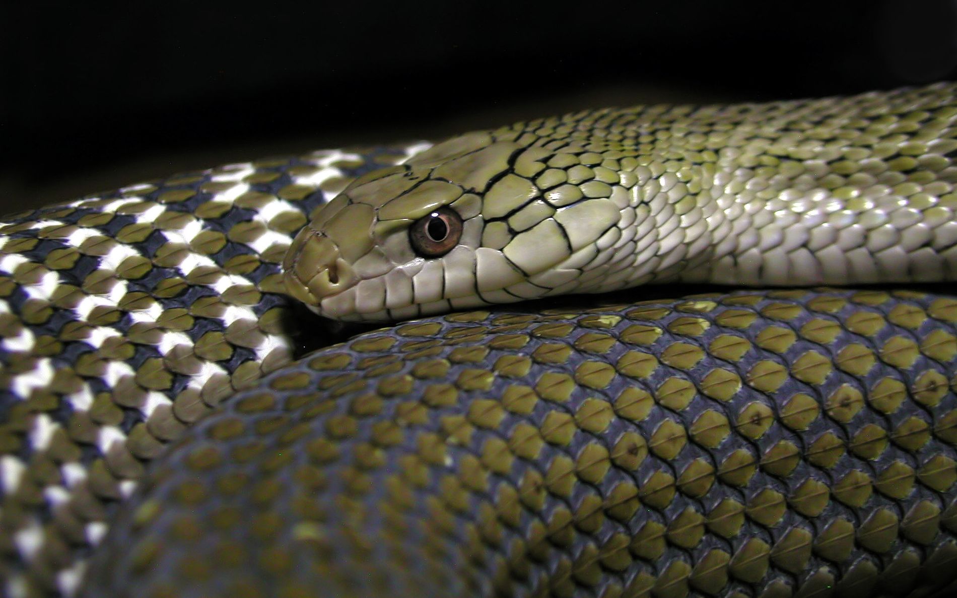 日本与那国王锦蛇