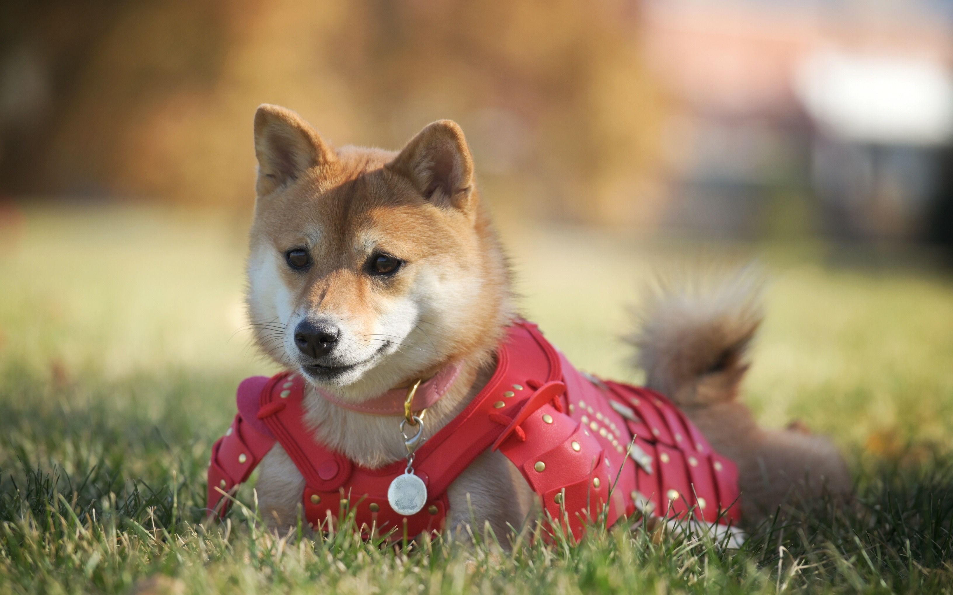 【柴犬nori】万圣节小柴犬变装日本武士 打架输出全靠吼_哔哩哔哩 (゜