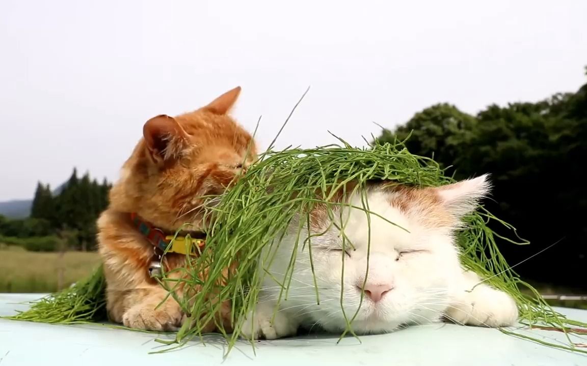 最爱的猫叔和茶虎 - しろの頭の上のスギナを食べる茶トラ180717