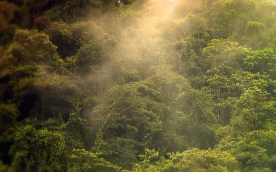 独上山林,云雾缭绕,林深清幽.