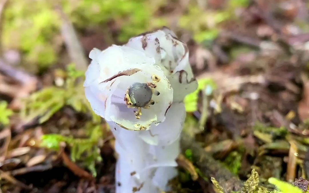 在大大的森林里面挖呀挖呀挖~挖小小水晶兰开小小的花哔哩哔哩bilibili