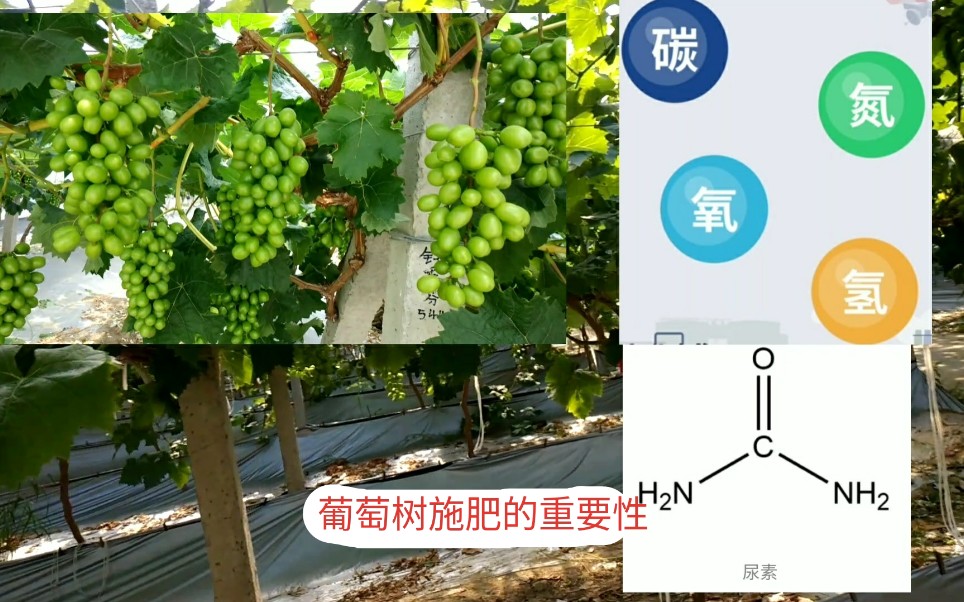 葡萄树用什么肥料最好,施肥时间也很重要哔哩哔哩bilibili