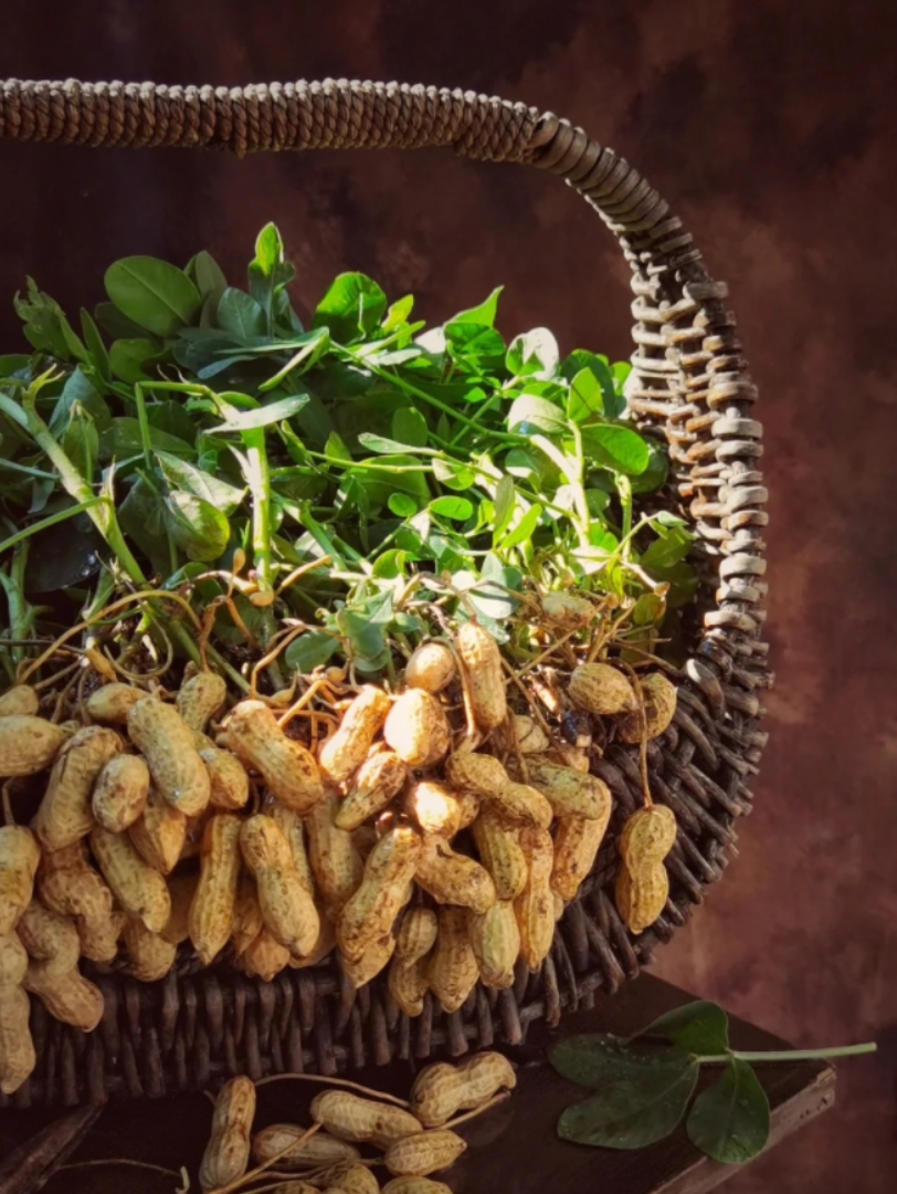 【朗读记录】落花生