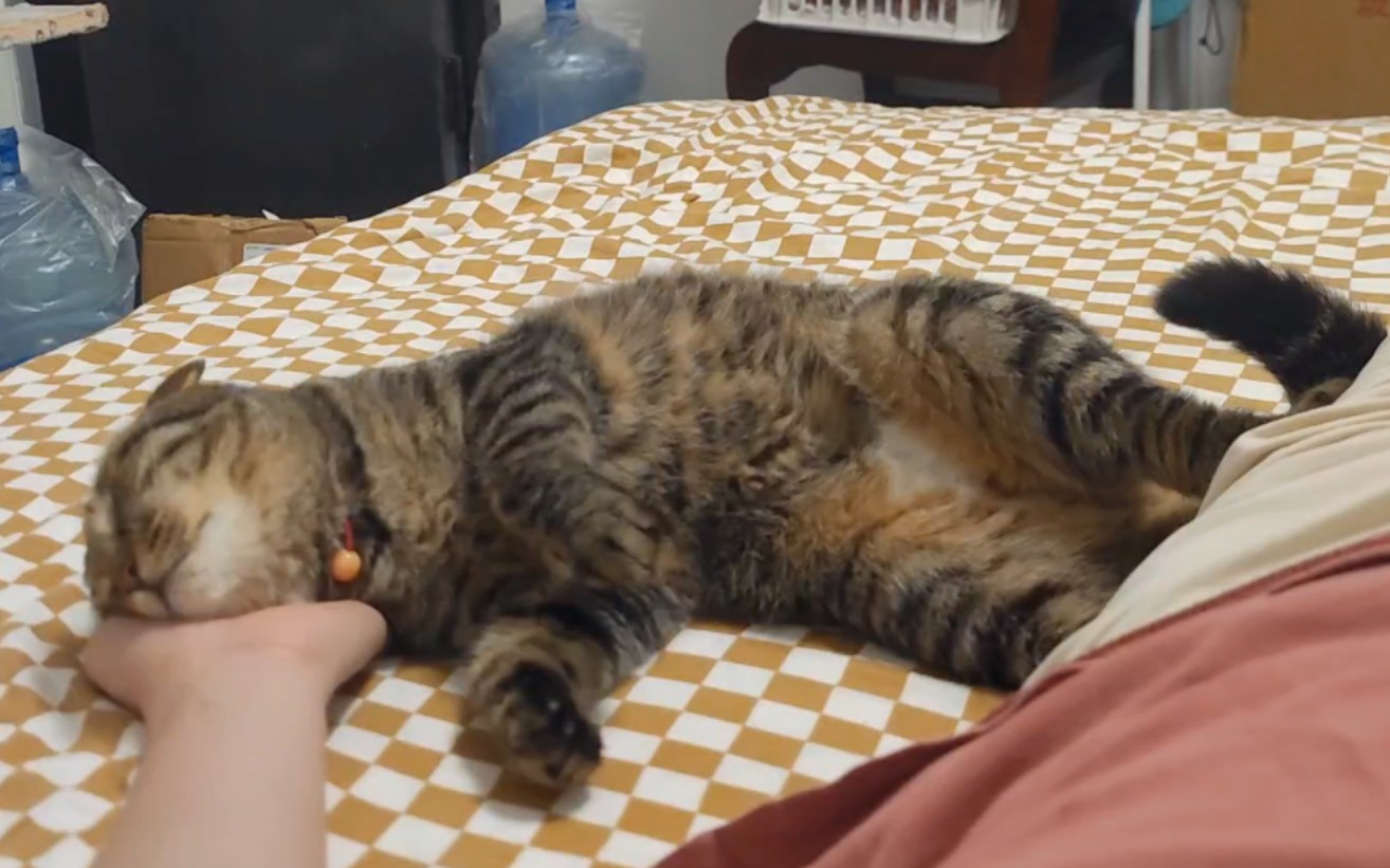 喜欢枕着我的手睡觉的猫猫