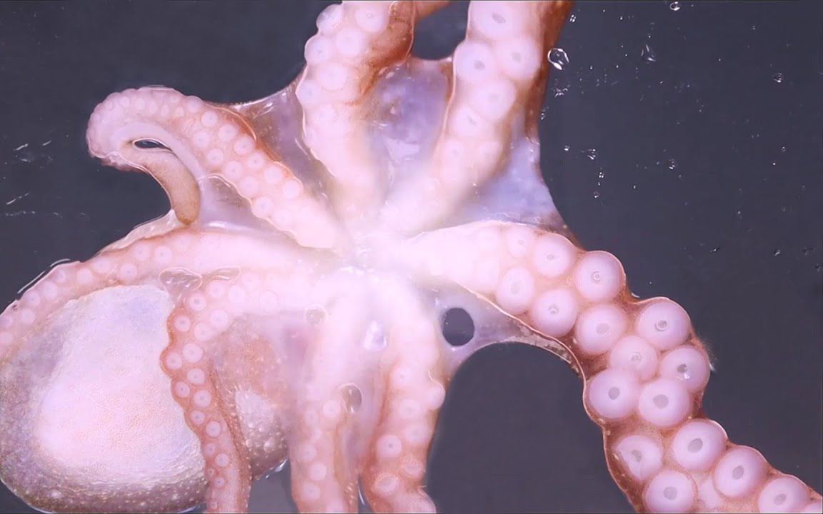 [图][Vito] 八 爪 鱼 的 触 手 音! 猎 奇 慎 入 | Amazing Live Octopus Sounds