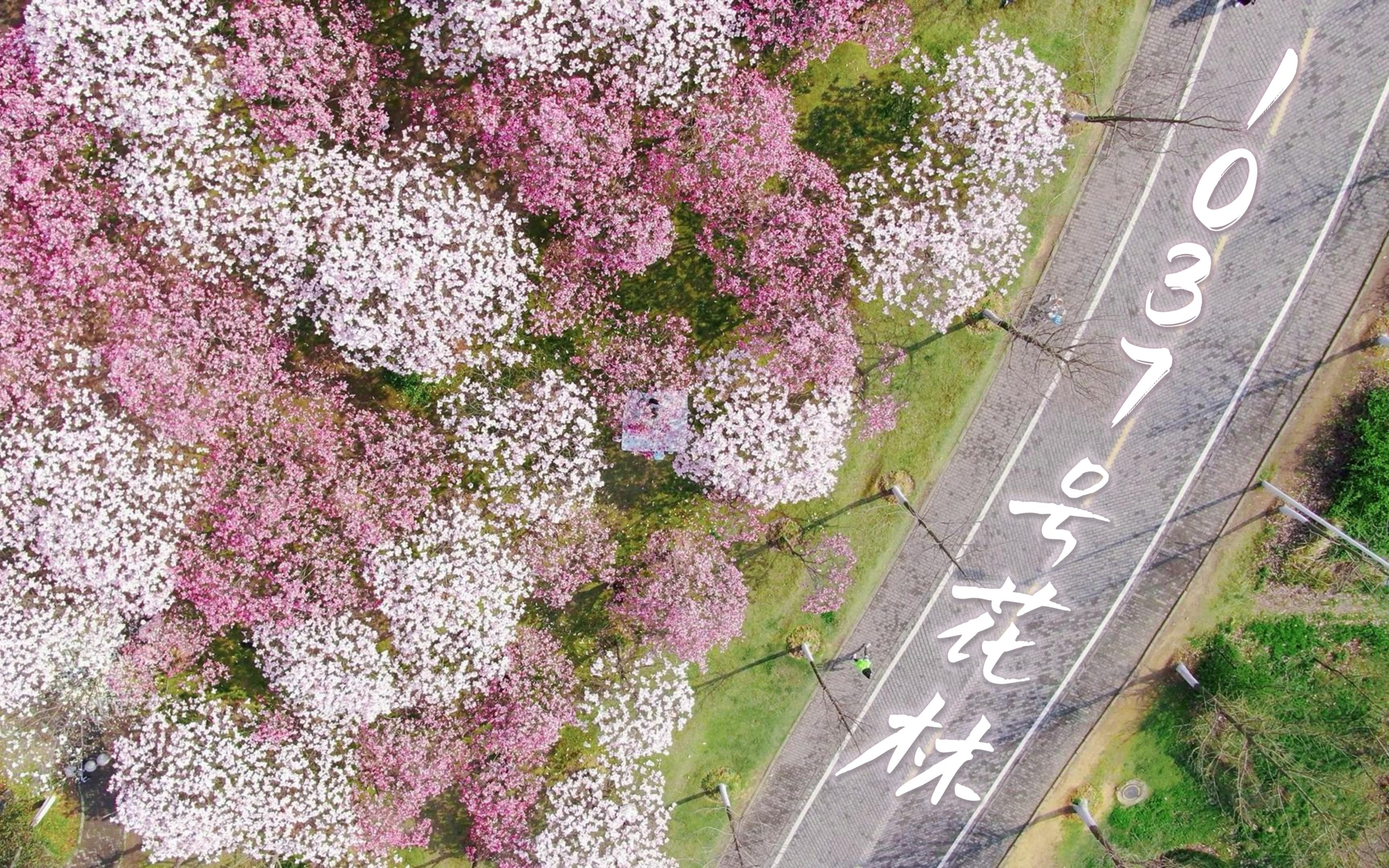 [图]1 0 3 7 号 花 林 | 进 来 看 春 天