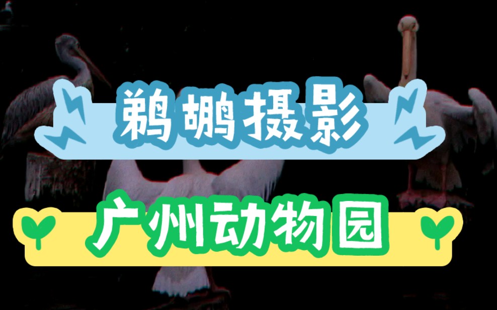 超长焦拍摄网红广州动物园的鹈鹕大哥~承包你一整个周末的快乐时光哔哩哔哩bilibili