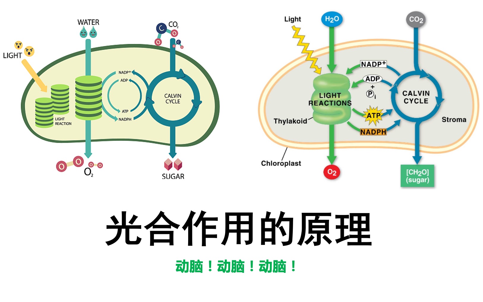 [图]20221208生物公开课-光合作用的原理