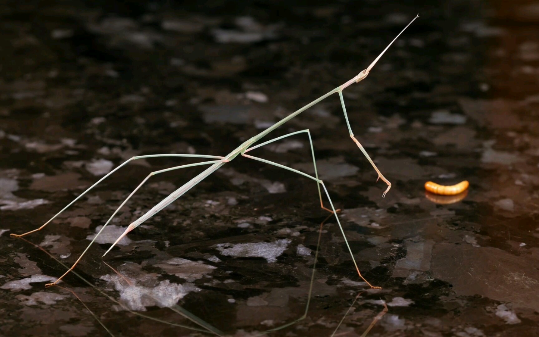 【youtube】二角裂头螳(schizocephala bicornis)捕食面包虫