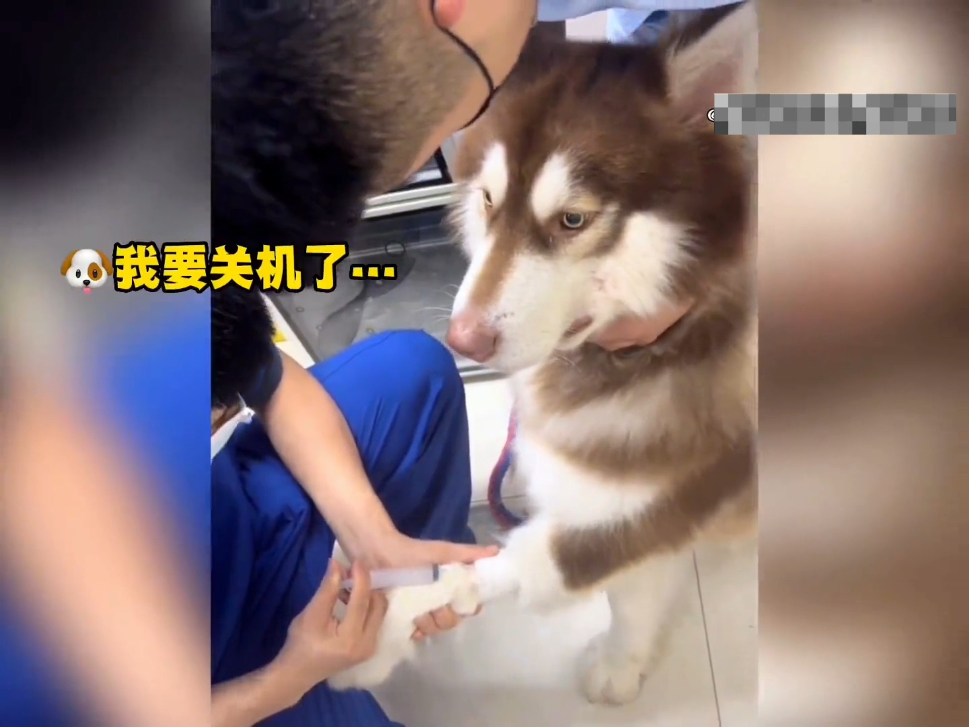 盘点狗子打针的爆笑名场面,扛着主人跑了全网就这一只吧