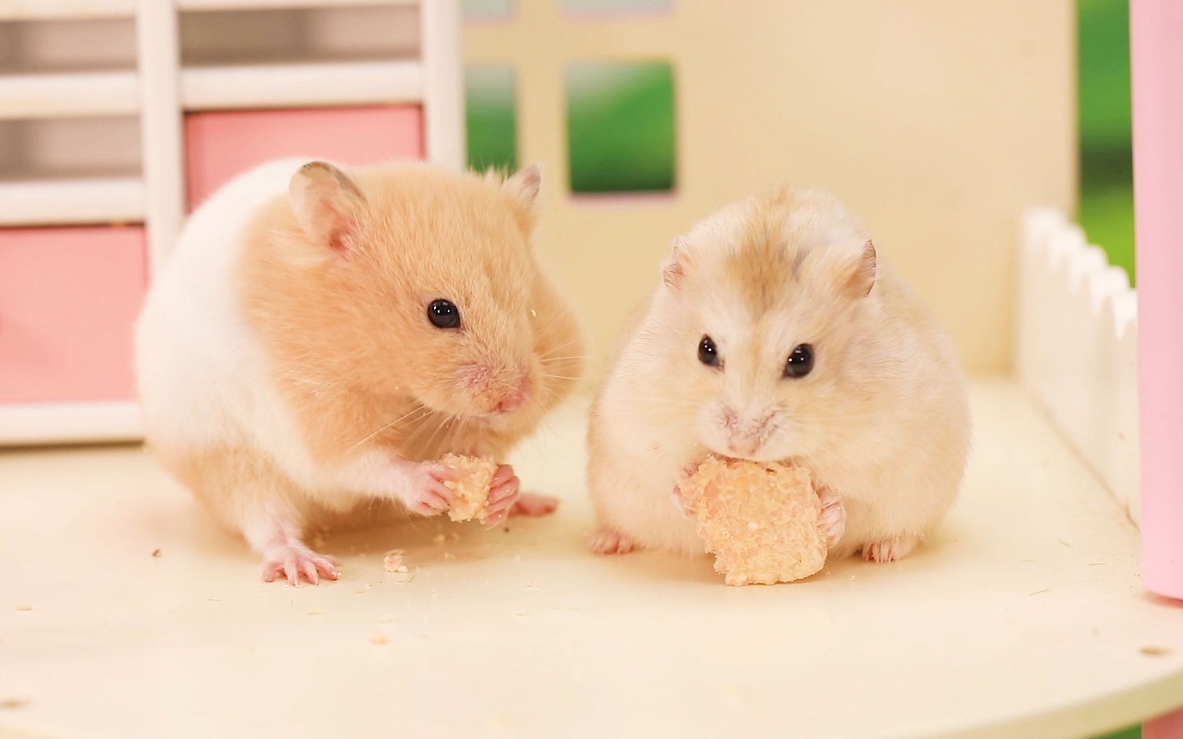 仓鼠和闺蜜相约素颜出行,见面后却暴露心机,说好的减肥变成笑话_哔哩