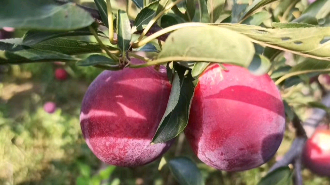 陕西红布林李子来了_哔哩哔哩 (゜-゜)つロ 干杯~-bilibili