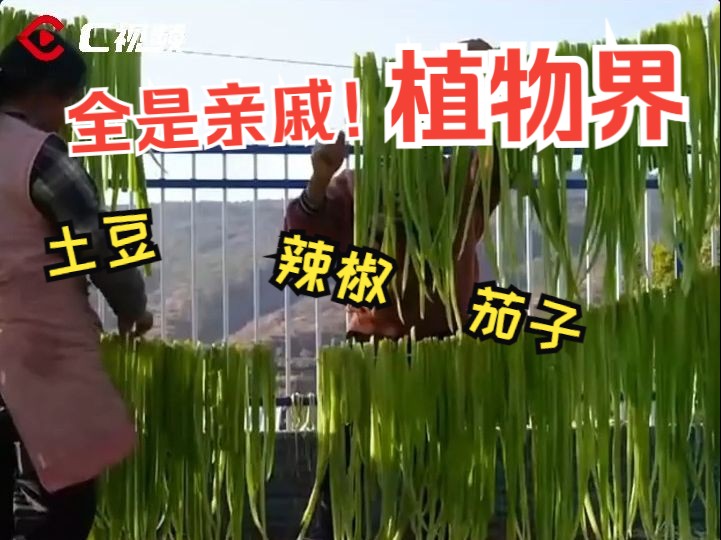 什么?!贡菜是晒干的莴笋?盘盘植物界意想不到的亲戚们 | 太好科了哔哩哔哩bilibili