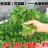 阳台种菜，分享一款不招虫的有机蔬菜，20多天采收，豆瓣菜