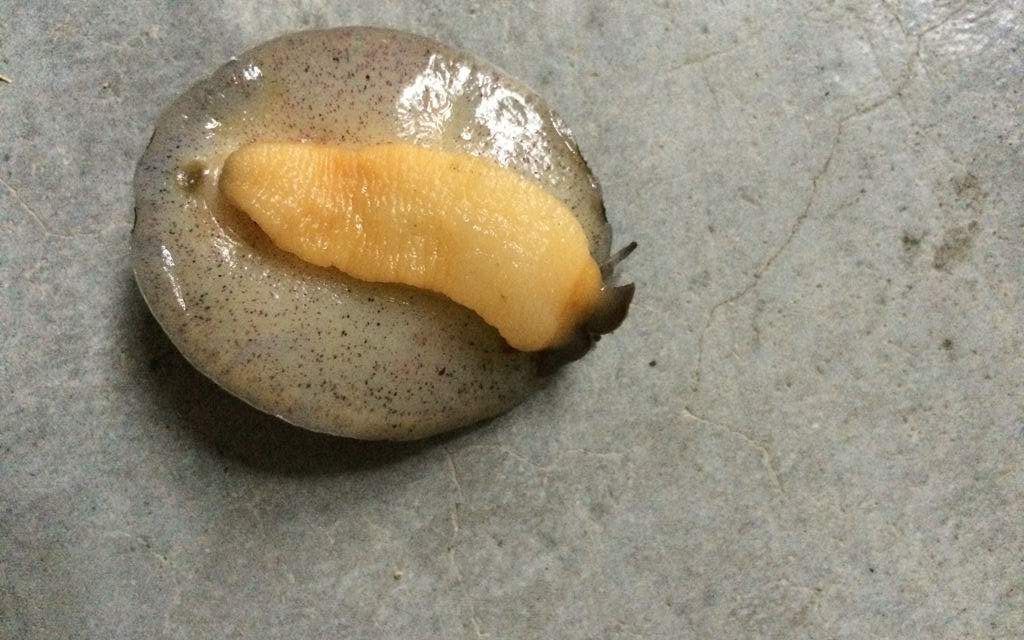 石磺的功效(石磺功效大揭秘,助您拥有健康美肌)