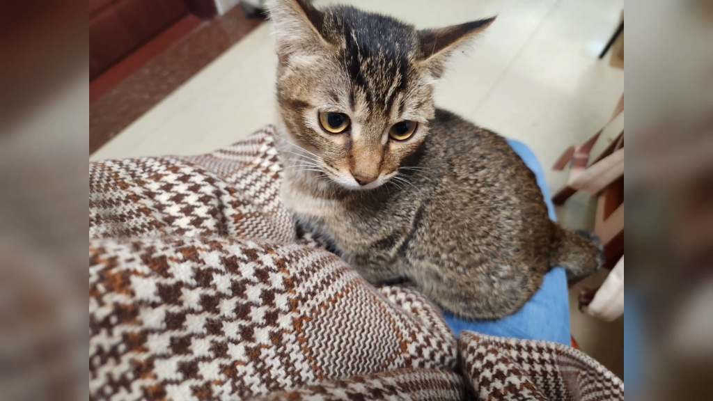 小猫咪八个月了