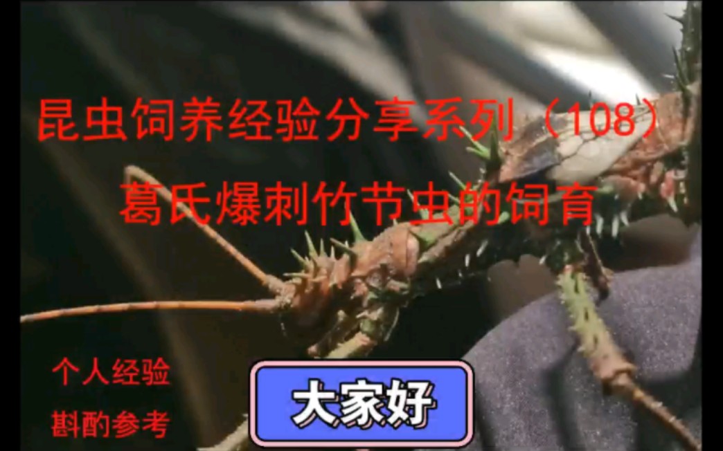 葛氏爆刺竹节虫昆虫饲养经验分享系列108哔哩哔哩bilibili