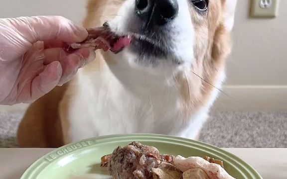 狗狗竟然能把白萝卜吃得这么香