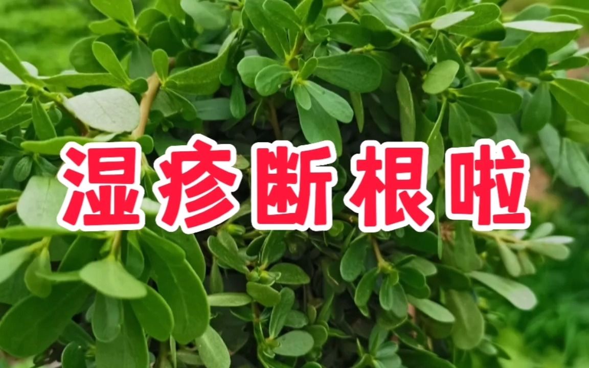 煩人的溼疹終於在今年說拜拜啦!通通斷根了